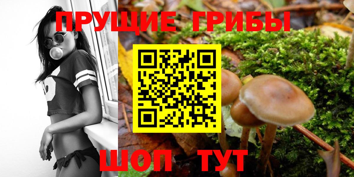 Галлюциногенные грибы Cubensis  Михайловка  Галлюциногенные грибы прущие грибы 